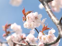  2017年ANA DIA修行第三段　Ｇ／Ｗ北米ＮＹ後のＫＵＬ－ＳＩＮーＣＴＳの旅　ＣＴＳ編