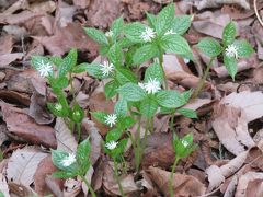 今年も皇鈴山・登谷山ハイキングを行う④見られた山野草