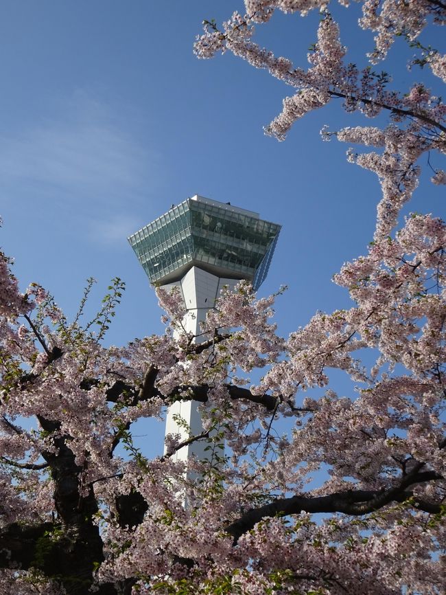 私は函館が好き。<br />でも花見目がけて宿を予約しても、いつも咲いていない運の悪い奴なのです。<br /><br />5月に入り函館は桜が満開。<br />あぁ～、どうしても満開の桜が見たい！五稜郭公園に行きたい！！<br /><br />私も旦那もゴールデンウィークは仕事だったり休みだったり。<br />唯一休みが合った5月5日。<br /><br />ねぇ、私どうしても桜が見たいの。<br />円山公園の桜じゃ満足できないの。五稜郭がいいの。<br />4日に仕事終わってから家出て、車で寝ればいーじゃん？<br />ねぇねぇ、なんとかなんないかな～？<br /><br />という私の無謀な提案を旦那がOKしてくれたっ！<br /><br />さぁ、40歳夫婦の車中泊の旅、始まり！