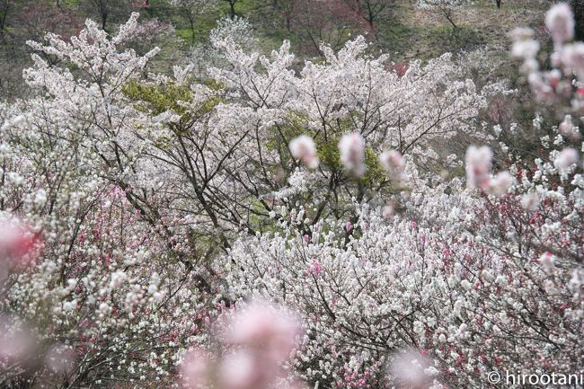 今年のゴールデンウィークの二日目は、日本一の花桃の里と言われる南信州阿智村を訪れました。この阿智村は日本一の星空の村としても有名で、花見のあとは星見まで頑張って粘りました。<br /><br />花桃の方は、残念ながらまだ満開には程遠く、メインの月川温泉郷の花桃はまだ蕾のものが多かったのは残念です。その代わり、桜がまだまだ残っていて、贅沢な花桃と桜の競演を楽しむことができました。<br /><br />どうも今年は、梅、桜、花桃と全て、開花が遅れていていて訪問が早すぎる結果の終わっています。そのため、毎回出直しになっていますが、ここも時間があればもう一度訪問できればと思っています。