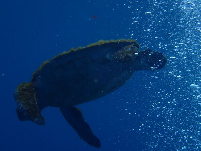 今年のＧＷは、八丈島へ。南国のイメージでしたが、くもりっていて寒かった…。<br />でも、海の中は別世界。黒い溶岩を背景にした、青が濃い八丈の海は、とても素敵でした。<br />たくさんの魚たち、ウミウシを観察できて、今回も楽しいダイビングでした。<br />夕方は、熱い温泉に入って、おいしいお料理をいただき、大満足の３日間になりました。