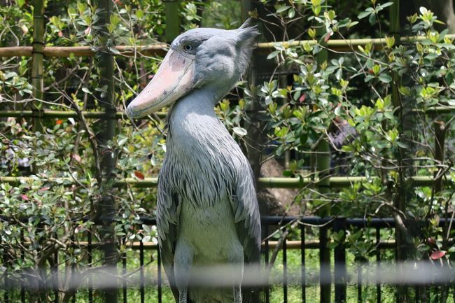 2017GWはオーストラリア旅行!<br /><br />その前座でハシビロコウを見に千葉市動物公園に行ってきました。<br /><br />You Tubeで鳥関係の動画を良く見るのですけど、このハシビロコウ(上野動物園かな?)が結構ヒットする。その動作に一目ぼれで、ぜひ見てみたいという事で行ってきました。<br /><br />今回の旅程は、名古屋‐成田‐シドニー‐アデレードで、成田で7時間も乗り継ぎ時間があったから、レンタカーを借りて行ってきました。<br /><br />自分は鶏の唐揚げが大好きなせいか、鳥を見るのがいいですよね~!<br />オーストラリア旅行の目的もキバタンやクルマサカオウム、黒色オウムと遊びたいが為に行く面もあって・・・<br />