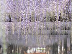 2017 尾張　藤巡り【１】津島市　天王川公園