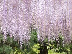 2017 尾張　藤巡り【2】江南　曼荼羅寺公園　藤まつり