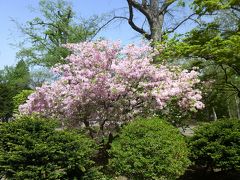 花の札幌　北海道大学