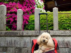 しょーきちさん 新緑とお花いっぱいの京をいく