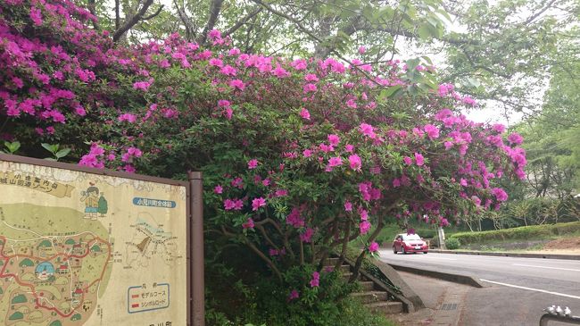 5月7日(日)、午前中に帰省した息子と3人でじじばばのご機嫌伺いに行ったあと、比較的近くにある千葉県香取市小見川の城山公園に躑躅を見に行きました。<br /><br />一昨日、足利でも伊勢崎でも見た躑躅、カメラ小僧的には満足してなかったらしく…。<br /><br />城山公園、近隣では桜の名所として知られ、私も30年くらい前に夜桜見物に来た記憶がうっすらとあります。<br /><br />城山と名の付く通り、鎌倉時代から戦国時代にかけて、千葉氏の一族・粟飯原氏の城があったところだそうです。<br /><br />粟飯原氏は、北条氏に与し、豊臣秀吉の小田原城攻めの際に北条氏の滅亡と運命を共にしたとのことです。<br /><br />近くても知らないことって案外多いんだなと実感した近場旅でした。