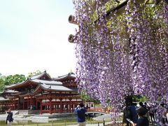 フジを再び・・平等院にて。