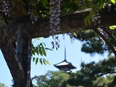 横浜　藤の花めぐり　三溪園、馬場花木園、三ッ池公園