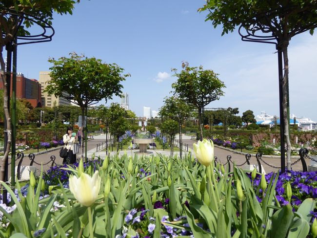 春爛漫の優雅な横浜♪　Ｖｏｌ22　☆山下公園　立体感のあるバラ庭園♪
