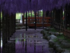 愛知・滋賀　天王川公園の藤棚と石山寺のつつじ