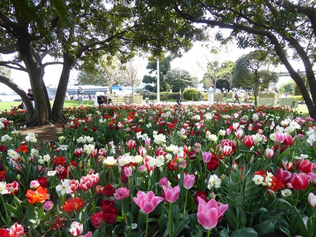 春爛漫の優雅な横浜♪　Ｖｏｌ24　☆山下公園　木の下のチューリップ♪