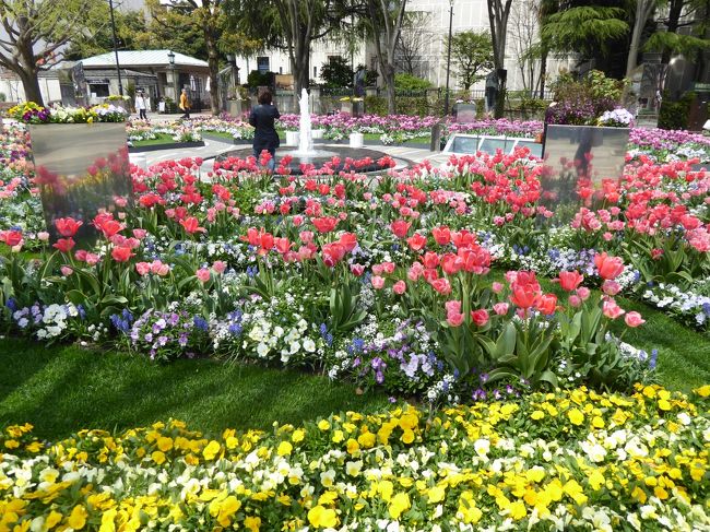 ４月１３日～１５日の２泊３日、恒例の春の横浜へ行きました♪<br />ショッピング、フラワー、グルメと楽しんできました♪<br /><br />☆Ｖｏｌ２６：第２日目（４月１４日）横浜♪<br />横浜みなとガーデン♪<br />アメリカ山公園、ブラフ99ガーデン、港の見える丘公園を、山下公園を経て開港広場へ。<br />山下公園は広大。<br />木の下にチューリップが広がる。<br />カラフルなチューリップは妖艶さがある。<br />開港広場に行くと、噴水の周りにチューリップや春の花が咲き誇り、<br />色合いが素晴らしい。<br />ゆったりと眺めて♪