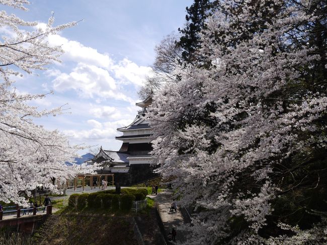 今回は山形県まで足を延ばして、赤湯でお湯浴みして、上山、そして鶴岡へと桜を求めて旅して参りました。<br /><br />赤湯では良い御湯を頂いて、豚汁サービスもありました。上山は晴天の中、桜も満開。行楽日和。<br />鶴岡の桜は残念ながら、もう散り際でしたが、急な天候不順で桜吹雪。それもまた桜見の醍醐味ですね。