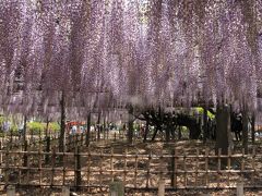 加須市 玉敷神社　　甘い香りに誘われて…ご近所公園で藤の花を満喫