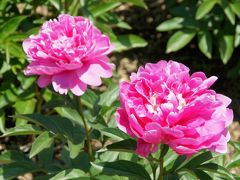 20170505-1 大阪 長居植物園で、薔薇や芍薬が咲き始めていたり