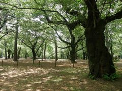 早朝ウォーキング・・・⑤大宮公園を歩く