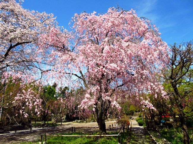 桜の季節、清雲寺と秩父の札所（25、13番）を巡りました。<br />高崎からスタートします。