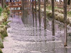 愛知の藤の人気スポットを訪ねる♪　津島天王川公園＆曼荼羅寺公園