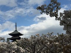 京都探桜の一日