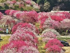 阿智村  満開の花桃と満天の星空