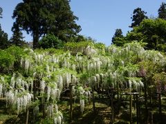 奈良・春日大社で満開の藤をめいっぱい満喫！