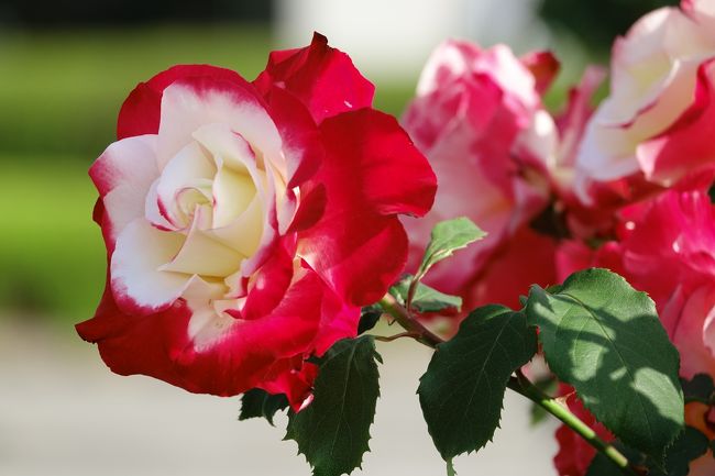 富士市にある中央公園の薔薇を見に行ってみた、　普段あまり気にしてない場所なので一部萎れているのも見受けられる、　ここに来た時思うのは富士山をバックに薔薇をと思うのだが、　一応撮っては見たがイマイチ、　自分の体調と同じかな。