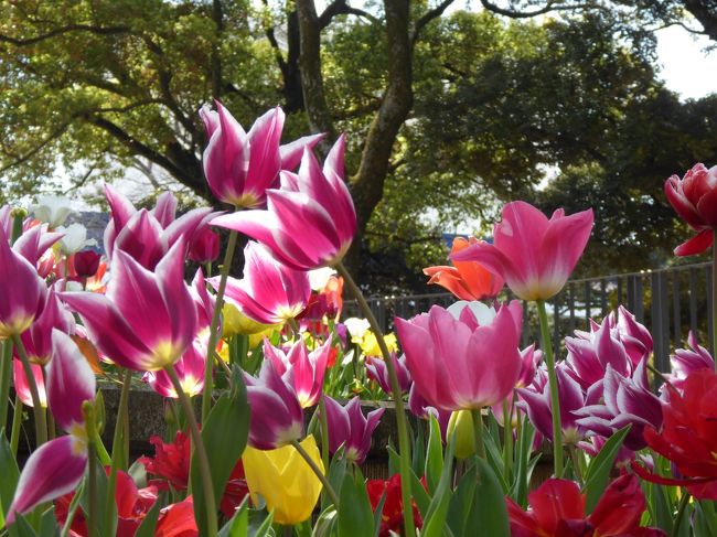 春爛漫の優雅な横浜♪　Ｖｏｌ32　☆横浜公園♪　怒涛のカラフル・チューリップ庭園♪