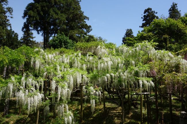 実は前年にも訪れた、春日大社の萬葉植物園。<br />藤がとても見事で感動したので、今年も訪れることにしました。<br /><br />ちょうど満開で、しかも晴天！<br />こころゆくまで楽しんできたので、旅行記にしてみました。