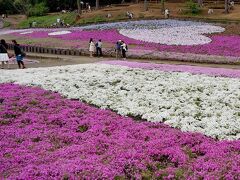 団塊夫婦の日本花巡りドライブ・2017ー（１）ちょっと遅かった芝桜・秩父羊山公園