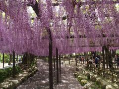 天王川公園の藤・津島神社・宝寿院2017