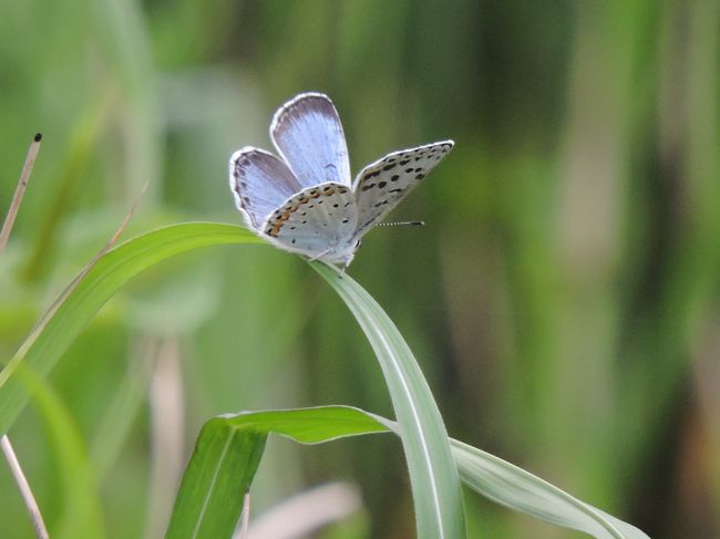 5月5日（金）子どもの日<br />　この時期にしか見られない熊本県の希少野生動植物に指定され、条例で捕獲が禁じられている「オオルリシジミ」に会いに行きたいと思ってドライブ旅をした。<br /><br />　絶滅危惧種の小型の蝶で阿蘇地方と長野県の一部にしか生息していないという貴重なチョウである。シジミチョウ科で、羽を広げた全長は約3センチしかない。環境省のレッドデータブックで絶滅の恐れが高い危惧1種に指定されている。<br /><br />　草原に生えるマメ科の「クララ」の葉に産卵し、幼虫は花芽を食べて育つという。野焼きや牛の放牧で草原を維持している阿蘇を象徴するチョウである。<br /><br />　自宅出発９：３０→国体道路→熊本空港→県道28号線（西原村）→俵山トンネル→南阿蘇村（久木野・白水）→国道325号線→１０：３０ここから南へ約２ｋｍ狭い山道をのぼる。<br />　<br />　そこが以前から私が会いに行っていた草原である。ここにはクララが一杯生えていてオオルリシジミの生息地として、また見つけられやすい場所であった。　しかし、この場所への入り口には電気柵が設けられており入ることができなくなっていた。理由はこの先にある放牧場の牛の口蹄疫感染を防ぐためと記されていた。<br /><br />　仕方ないので阿蘇登山道の近くにあるキャンプ場の近くの草原で見られたというのが、昨年の熊日新聞に出ていたのでそこに行くことにした。ずいぶん遠回りになるが目的を達するためにはここへ行かねばならない。<br /><br />　そこで、途中で寄り道しながらまず以前から行ってみたかった「ルナ天文台」へ行く。ここは宿泊して夜に星空観測をするには絶好のところであった。緑が広がり子供の遊び場は広いし、遊具も設置してあった。この夏は孫を連れてここへ行こうと思った。１０：３０～１０：５０）今回は場所確認だけしてきた。<br />　それから国道325号線から国道265号線に入り「根子岳」や「高岳」の眺めがよい「月廻り温泉」へ。11：00到着。ここでは以前から行ってみたかった近くにある「ラクダ山」へ登って行った。細いが道はきちんとあるので迷うことはない。遠くからしか眺めていなかったが、上に登ってみて貴重な山というのがわかった。すなわち阿蘇の噴火によるマグマが固まってできた山だったのである。阿蘇ジオパークの貴重な一部であることがわかった。面白かったのでついつい長くいて山の頂上付近まで行って下を眺めてきた。またここからの根子岳の眺めもすばらしかった。長く居すぎたのでここで昼食を食べた。<br /><br />　１３：００→国道265号線→国道57号線（一宮）→阿蘇駅→県道111号線（阿蘇パノラマライン）→坊中野営場１３：５０到着）ここは夏目漱石の「二百十日」に出てくる場所で記念碑がある。この近くの草原にいるはずである。<br />　ただ草原といってもそんなに広くはなくクララもあんまり生えていないのである。これではいないかなあと諦めていたらなんと見つかったのである。数は少ないが確かに瑠璃色の美しい羽根をもったチョウがせわしく飛び回っていた。ただ少し目をそらすとどこにいるのかわからなくなってしまう。<br />　しかし今年も少ないが飛んでいるのが確認できてうれしかった。1時間近く見て回ったが数は数匹しかいなかった。生まれたての羽が完全でない赤ちゃんチョウも1匹見つけた。元気に育ってくれよと祈りながら見ていた。<br />　目的を果たして家路についたが国道57号線は渋滞がひどく回り道をして二重の峠へと向かったが、途中で通行止めのところがありまだまだ地震の復興ができていないことを痛感した。<br />