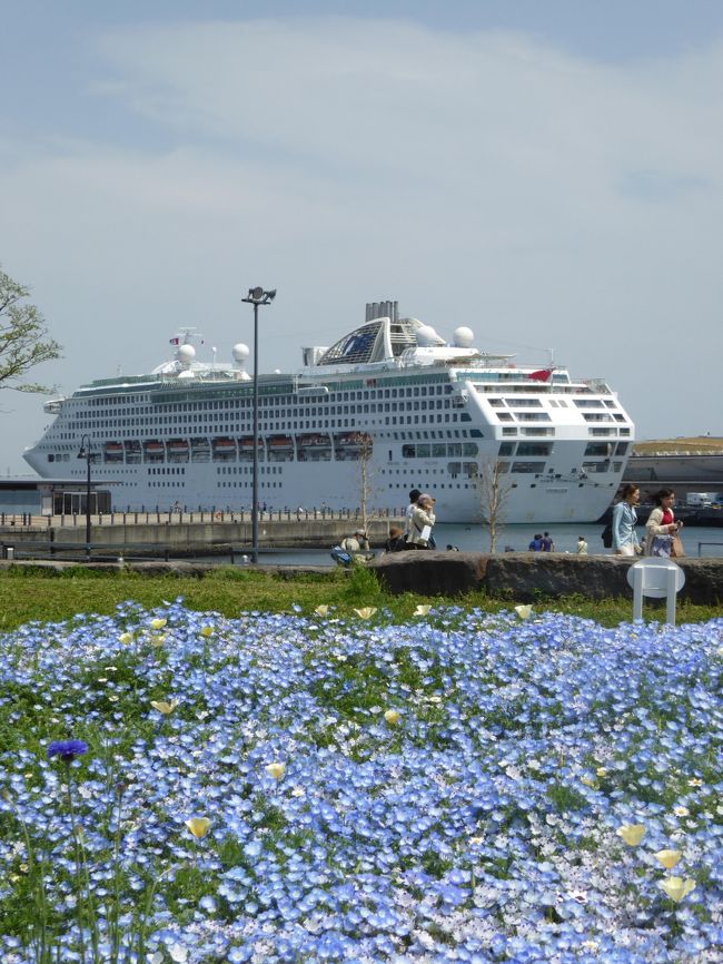 ４月１３日～１５日の２泊３日、恒例の春の横浜へ行きました♪<br />ショッピング、フラワー、グルメと楽しんできました♪<br /><br />☆Ｖｏｌ３８：第２日目（４月１４日）横浜♪<br />横浜みなとガーデン♪<br />アメリカ山公園、ブラフ99ガーデン、港の見える丘公園、山下公園、開港広場、日本大通り右側、横浜公園、日本大通り左側、象の鼻のパークを経て横浜赤レンガ倉庫へ。<br />象の鼻のパークからホテルへ戻るべく横浜赤レンガ倉庫へ歩く。<br />その途中に春の花が広がり、美しい。<br />豪華客船が停泊中しており、<br />そのコラボも見事。<br />ゆったりと眺めて♪