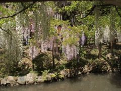 五月晴れの奈良をてくてく　②万葉植物園の藤