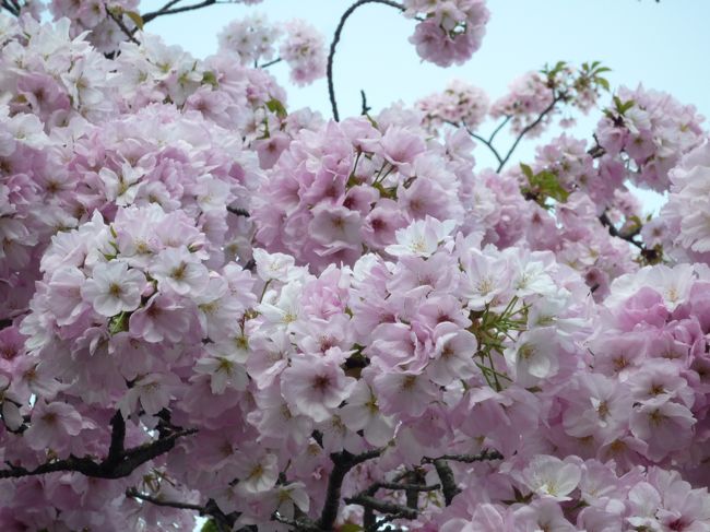 大阪の春は大阪城公園の梅林に始まり、ソメイヨシノが大坂城公園や大川沿いに咲き、<br />ソメイヨシノが散った頃に大阪造幣局の桜の通り抜けが１週間限定で開催されてフィナーレとなります。<br />しかし、2017年（平成29年）の春は、例年より桜の開花が遅く、<br />ソメイヨシノの満開時期と大阪造幣局の通り抜けが重なりました。<br />今年、造幣局の通り抜けを他の地方から来られた方はラッキーだったと思います。<br /><br />最近、某お宝鑑定テレビ番組で話題になった曜変天目茶碗の完品がある藤田美術館、<br />大阪造幣局の桜の通り抜け、毛馬桜之宮公園と行ってきました。<br />今後、訪問される方への参考になればと実際に行った順番とは逆に旅行記を書いています。<br />・藤田美術館（曜変天目茶碗）<br />・藤田邸跡公園<br />・桜の通り抜け（大阪造幣局）<br />・毛馬桜之宮公園<br />・桜宮神社<br /><br />写真は大阪造幣局の桜です。<br />大半が八重咲なので、開花時期がソメイヨシノより遅いです。<br />一般公開は例年４月中旬の１週間のみです。<br />詳細は、大阪造幣局のホームページに掲載されます。<br />訪問する方は事前にホームページを確認するのをお勧めします。<br />造幣局　「桜の通り抜け」<br />http://www.mint.go.jp/enjoy/toorinuke/sakura_osaka_h29.html