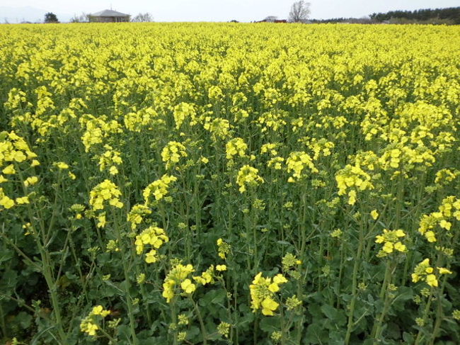 ゴールデンウイークに青森県下北半島を訪れました。途中、横浜町という所で菜の花が一面に咲いている場所がありましたので、しばし止まって散策し、写真を撮りました。横浜町は菜の花で有名らしく毎年５月の中旬頃に菜の花フェスティバルというイベントが開催され、多くの観光客が訪れると言うことです。まだ満開ではありませんでしたが、大変綺麗でした。菜の花と、風車や陸奥湾の海とのコントラストが絶妙でした。