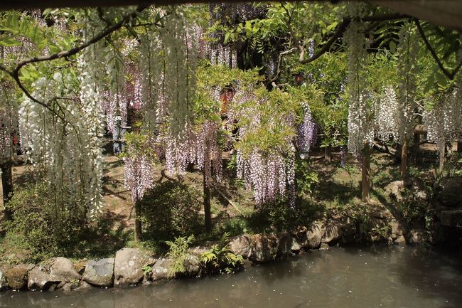 藤の花の見頃に万葉植物園を訪れることができラッキーな一日でした。<br /><br />昭和７年、佐々木信綱ほか歌人たちの協力により､万葉集にゆかりの深い奈良に約３００種の万葉植物を植栽する植物園として開園。<br /><br />広大な春日大社境内を歩きイチイガシやクスノキ､ムクロジなど歴史の深さと比例する樹木の大きさにパワーをもらって帰りました。