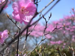 アカヤシオが見たく御在所岳に