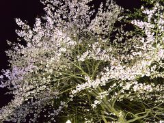 十勝の鈴蘭公園の桜～昼と夜