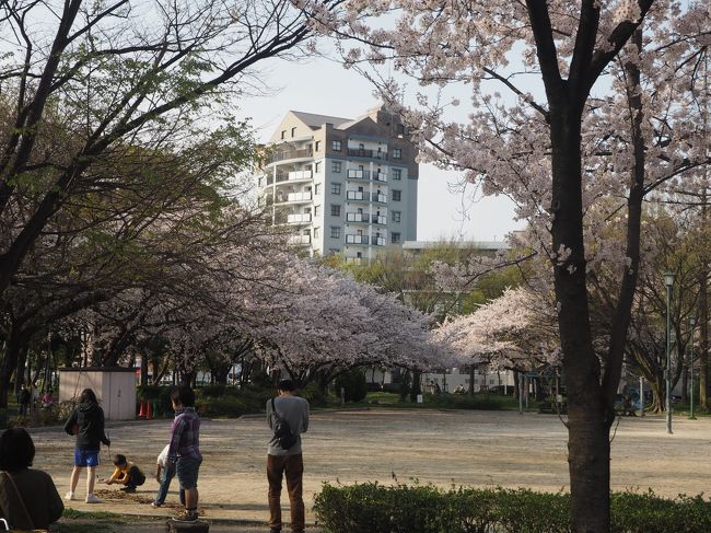 志賀公園の桜はなかなかキレイ。<br />遊具も充実しているので２００人以上公園にいました。