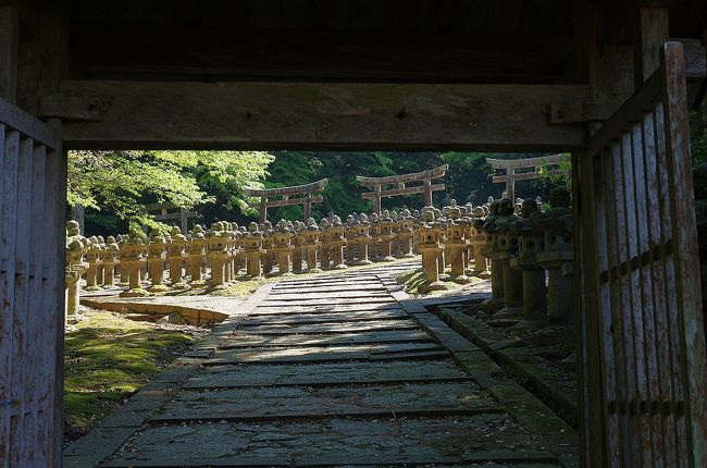 萩に住んでいながら、何故か大照院には行った記憶が無かったので行ってみることにしました。<br />大照院は臨済宗南禅寺派の寺院である。中国三十三観音霊場第二十番だそうで、萩藩主毛利家墓所としても有名です。<br />同じく萩市内にある東光寺が、初代藩主秀就を除く、奇数代の毛利藩主を祀って有るのに対し、こちら大照院は、初代秀就、2代綱広、4代吉広、6代宗広、8代治親、10代斉煕、12代斉広と2代から12代までの偶数代の藩主と夫人や藩士の墓石と600基を数える石灯籠が鎮座しています。<br />今は、本堂が修理中で立ち入りが出来ませんが、墓石群は裏の通路から見ることが出来ます。<br />拝観料が200円必要ですが、静かな佇まいの墓所を見ていると心が和むような気がします。<br />墓所まで続く、石畳は苔むしているところもあるので、散策には注意が必要です。<br />可能であれば、肌の露出を少なくし、足元は歩きやすいスニーカーがいいかと思います。