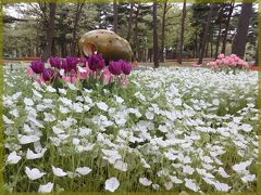 2017年　インシグニスブルーの花の海 ～はとバス 貴賓席の旅～