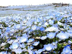 団塊夫婦の春の花巡りドライブ(2017ハイライト)ーちょうど見頃だったネモフィラ・ひたち海浜公園