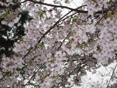 秋田　千秋公園の桜