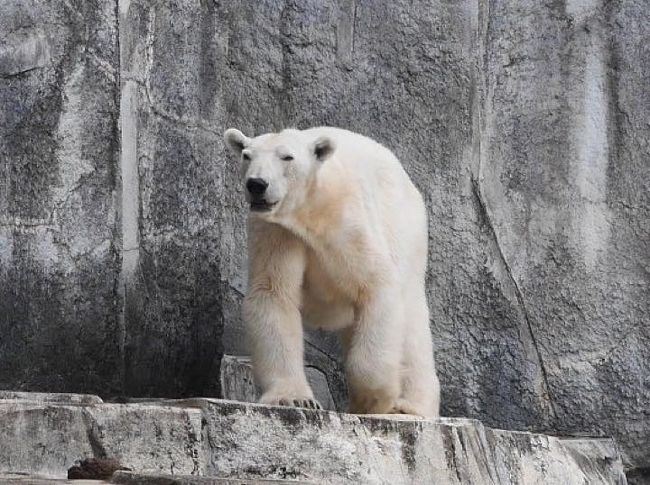 １年ほど前でしょうか？<br />とある動物園で人間に育てられた白熊がいるとTVで放映されていました。<br />それを見た白熊大好きな息子が一言。<br />「白熊ピースに会いたい！」<br /><br />・・・またまたー。<br />これ何年前の話よ。。。この白熊、日本の動物園で飼育されているの？って思って調べたら、愛媛県の砥部動物園という所で、飼育されて現在も生きているとのこと。<br />愛媛か・・・行ったことないなー・・・と言う事で企画をしていると、広島に前から行きたいと言っていたパパが<br />「ねー。その旅行広島も追加できないかなー？！」<br />と言い出し、旅程が決定。４トラでも質問させて頂き、これに加えてしまなみ海道も渡ってみたい！ということになり、レンタカーを借りていざ出陣！<br /><br />GWということもあり、費用が半端ない感じになってきて、特約航空券を狙ってみましたが、９：３０の販売で９：３０前にアクセスして待ってみるも、PCが固まり、１分程で虚しく満席（笑）しかも行きの羽田→松山路線・・・高いじゃないか・・・まあ、毎日働いているし、いいとしようかな。。。<br /><br />と言うことで行っってきました！愛媛＆広島旅行へ！<br /><br />《旅程》<br />１日目：５/３（水）：松山空港着・砥部動物園＆松山城＆道後温泉<br />２日目：５/４（木）：道後温泉・別子銅山改め、石鎚山・しまなみ海道<br />３日目：５/５（金）：しまなみ海道・広島LECT・原爆ドーム・広島平和公園<br />４日目：５/６（土）：宮島・厳島神社・広島市内<br />５日目：５/７（日）：広島空港→羽田空港<br /><br />《旅費》５/３～５/７　４泊５日<br />□	リムジンバス（全工程合計）	\10,360	<br />□	お菓子	\583	<br />□	飛行機	\111,010	（￥31,510はクーポン）JAL<br />□	レンタカー	\39,420	<br />□	砥部動物園入園料と駐車場	\1,500	<br />□	飲み物食べ物	\1,743	<br />□	ランチ　東雲	\3,010	<br />□	お土産	\3,234	<br />□	松山城	\1,320	<br />□	駐車場代	\500	<br />□	道後温泉大和屋本店（1泊2食）	\70,902	（￥5,500はクーポン）<br />□	道後温泉本館	\420	（パパのみ）<br />□	飲み物	\84	<br />□	石鎚山駐車場	\700	<br />□	ランチ福銘源	\1,645	<br />□	石鎚山ロープウエイ	\5,860	<br />□	瀬戸内荘（1泊2食）	\24,240	<br />□	しまなみ海道：高速料金（広島まで）	\4,000	<br />□	蔦屋書店　本を買う	\1,782	<br />□	ランチ　ＬＥＣＴ	\2,667	<br />□	ガソリン代	\2,522	<br />□	はっさく大福	\165	<br />□	広島平和記念資料館	\400	<br />□	電車代	\1,710	<br />□	安芸グランドホテル（朝食付）	\22,300	（￥2,000はクーポン）<br />□	ディナーかき小屋	\4,000	<br />□	飲み物	\450	<br />□	ナイトクルーズ	\6,000	<br />□	宮島観光フェリー往復	\1,080	<br />□	タクシー	\870	<br />□	宮島ロープウエイ	\5,400	<br />□	厳島神社	\800	<br />□	ランチ：とりい	\4,750	<br />□	広島電鉄	\780	<br />□	リーガロイヤルホテル（素泊まり）	\36,000	<br />□	ディナー：ANDERSEN	\5,346	<br />□	紀伊国屋書店　本を買う	\1,036	<br />□	朝食:そごうでパン	\928	<br />□	ランチ	\3,200	<br />■	合計	\382,717	\39,010（クーポン摘要額）　合計：￥421,727