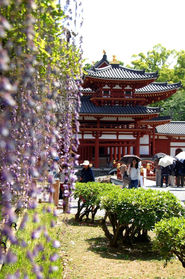 宇治平等院、終盤の藤棚を見に出掛けて来ました。<br />小学校以来来ていませんので、はっきり言って初めてと同じです。<br /><br />５年前に来た時は、平成の大改装の工事車両を入れる時に何か有ったようで、藤棚の調子が良くなくて入らずに帰りました。<br />三室戸寺の帰りに寄っただけだったので、特に悔しさも有りませんでしたが、その平成の大改装が2014年まで続いたのと、藤棚の調子が良くないと言うことも、4，5年ほどの間、平等院のHPに「花は期待できません」の告知が続きましたので、つい先日まで気にしていませんでしたと言うか、忘れていました。<br /><br />先日、ふと気になって久々にHPを確認すると、そこそこ咲いててGW期間中は大入り満員とのこと。<br />丁度GW最終日の7日に確認したのですが、明日の月曜日は何も無いし、天気と相談して出掛けてみようかな･･･と思って居たところ、今日月曜の天気は晴れ。しかも気温もかなり上がるとのころ。残念ながら黄砂が満天を覆い尽くしていましたが、花は待ってくれないので出掛ける事とし、本人の気分転換にと思って母親も連れて出掛けて来ました。<br /><br />せっかくだから‥と言う事で、鳳凰堂の参観も申し込んで見てきました。<br />時間指定ですので、思い立ってサッと入る･･･と言う訳にもいかないようです。ただ、GWから外れるので、「待つ」と行っても15分だけでしたが。<br />　<br />計画では、10時に出て平等院を順光で撮りたかったのですが、母親に声をかけて仕舞ったため、出発したのが11時過ぎになってしまい、到着した時には太陽が真上に･･･(＠灬＠；<br />結果は写真をご覧戴ければ一目瞭然です。<br /><br />誘ってしまった以上仕方が有りません･･･。<br /><br />平等院HP：http://www.byodoin.or.jp/<br />