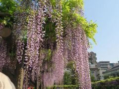 亀戸天神の藤の花