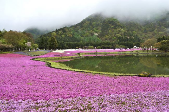 富士本栖湖の芝桜まつりです。<br />空は、雨がしとしと、富士山は雲隠れでしたが、<br />大地は、あざやかなピンクの芝桜に覆われていました。