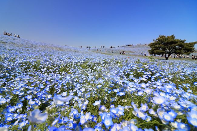 <br />ＧＷ中は５８万人余りの来園者があった国営ひたち海浜公園。<br />連休中は仕事だったので<br />連休明けの月曜日に<br />お隣のジョイ本に買い物がてら<br />カメラの練習目的で行ってみました。<br /><br />あ、ネモフィラの時期をはじめ<br />こちらの公園には何度も行っていますので<br />サラっと、そしてサクっと撮影してきました。<br />そして画像編集ソフトも使わせて頂いたので<br />実際より発色が良いかも知れません。<br />