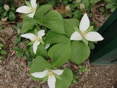 可憐な春の花を探しに北海道大学へ2017